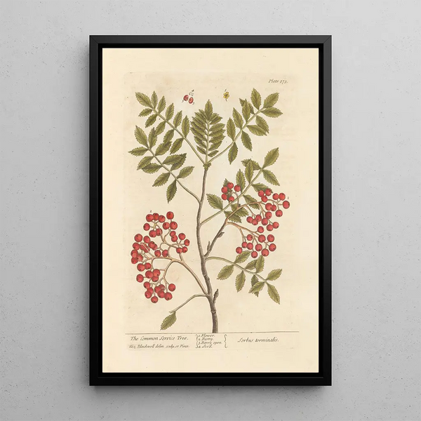 De cormier - Elizabeth Blackwell — ingelijst kunstwerk aan de muur