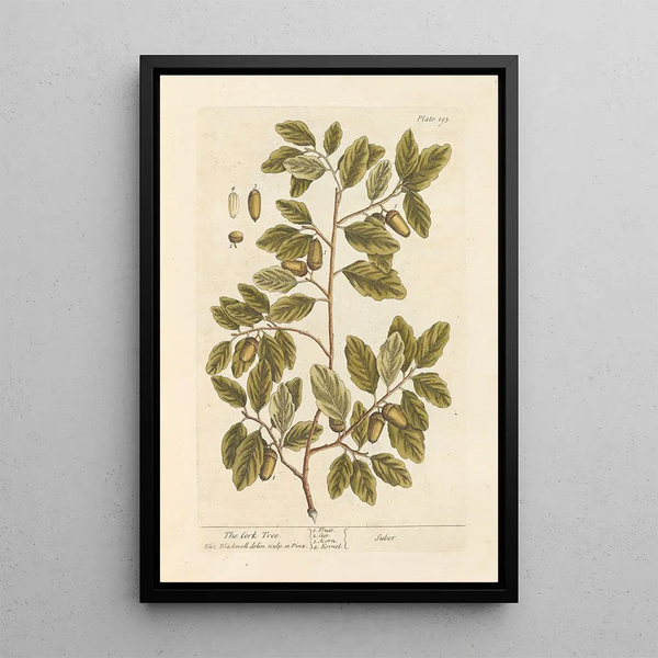 Le chêne-liège - Elizabeth Blackwell — ingelijst kunstwerk aan de muur