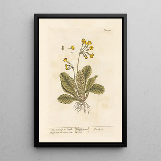 Elizabeth Blackwell - The cowslip or paigle.webp