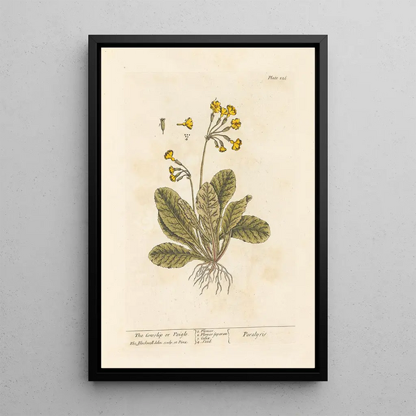 La primevère of paigle - Elizabeth Blackwell — ingelijst kunstwerk aan de muur