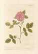 La rose de Damas - Elizabeth Blackwell — weergave van het kunstwerk
