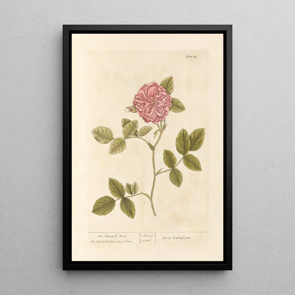 La rose de Damas - Elizabeth Blackwell — ingelijst kunstwerk aan de muur