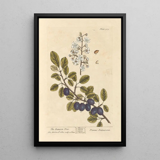 Elizabeth Blackwell - The damson tree.webp