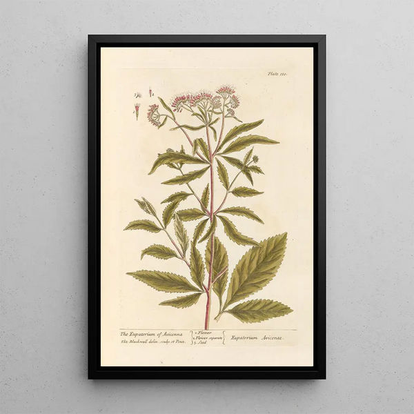 L'eupatoire d'Avicenne - Elizabeth Blackwell — ingelijst kunstwerk aan de muur