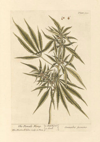 Elizabeth Blackwell - The female hemp.webp