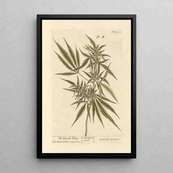 Het vrouwelijke hennepplant - Elizabeth Blackwell — ingelijst kunstwerk aan de muur