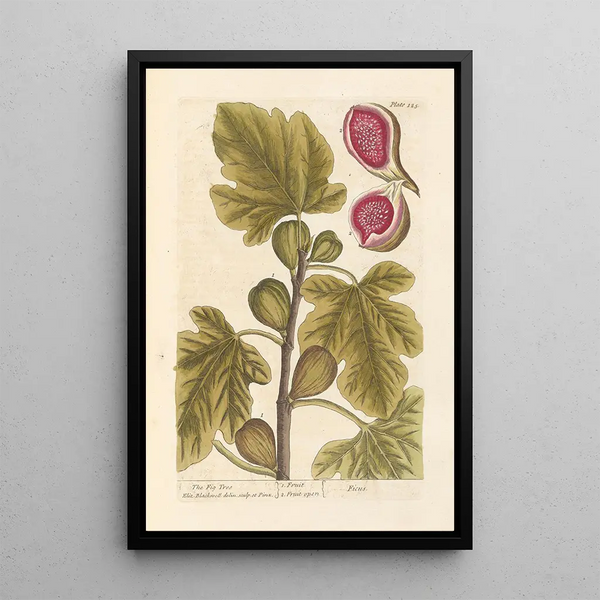 De vijg - Elizabeth Blackwell — ingelijst kunstwerk aan de muur