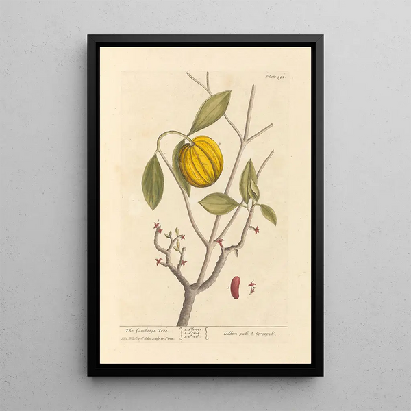 Le garcinia - Elizabeth Blackwell — ingelijst kunstwerk aan de muur