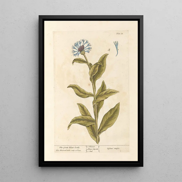 La grande mouche bleue - Elizabeth Blackwell — ingelijst kunstwerk aan de muur