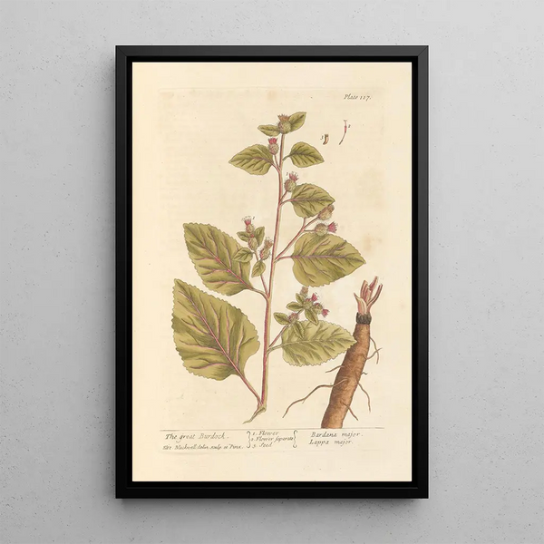 La grande bardane - Elizabeth Blackwell — ingelijst kunstwerk aan de muur