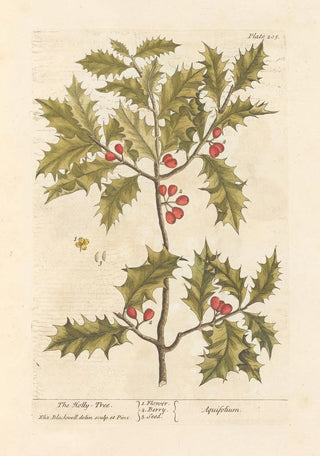 Elizabeth Blackwell - The hollytree.webp