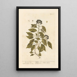Elizabeth Blackwell - The ivy tree.webp