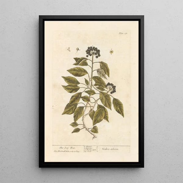 Le lierre - Elizabeth Blackwell — ingelijst kunstwerk aan de muur