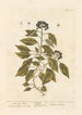 Le lierre - Elizabeth Blackwell — weergave van het kunstwerk
