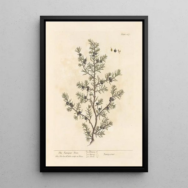 De jeneverbes - Elizabeth Blackwell — ingelijst kunstwerk aan de muur