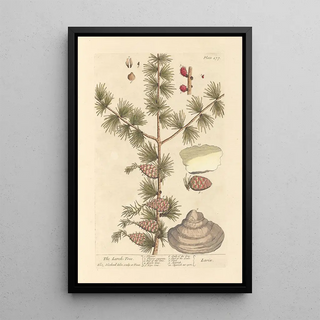 Elizabeth Blackwell - The larch tree.webp