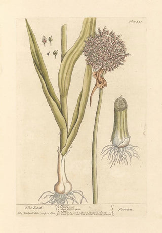 Elizabeth Blackwell - The leek.webp