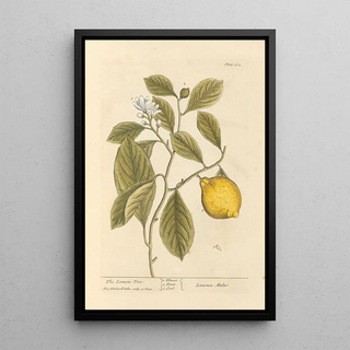 Elizabeth Blackwell - The lemon tree.webp