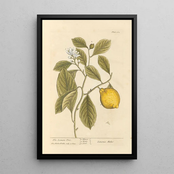 De citroenboom - Elizabeth Blackwell — ingelijst kunstwerk aan de muur