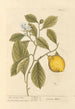 De citroenboom - Elizabeth Blackwell — weergave van het kunstwerk