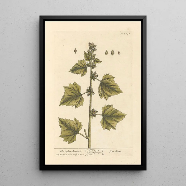 La petite bardane - Elizabeth Blackwell — ingelijst kunstwerk aan de muur