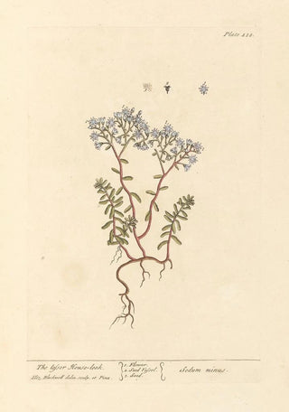 Elizabeth Blackwell - The lesser houseleek.webp