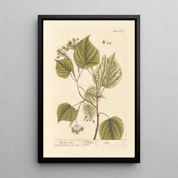 Le Tilleul - Elizabeth Blackwell — ingelijst kunstwerk aan de muur