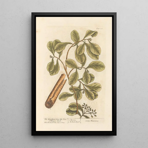 Le cannelier de Magellan ou écorce de Winter - Elizabeth Blackwell — ingelijst kunstwerk aan de muur