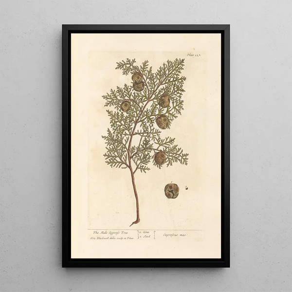 De mannelijke cipres - Elizabeth Blackwell — ingelijst kunstwerk aan de muur