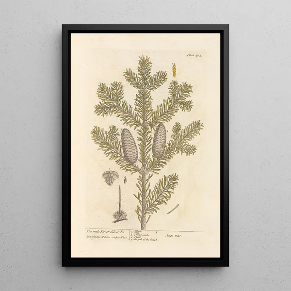 De mannelijke den of zilveren den - Elizabeth Blackwell — ingelijst kunstwerk aan de muur