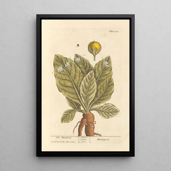 La mandragore - Elizabeth Blackwell — ingelijst kunstwerk aan de muur