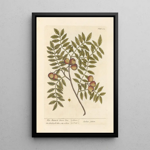 Le cormier domestique - Elizabeth Blackwell — ingelijst kunstwerk aan de muur