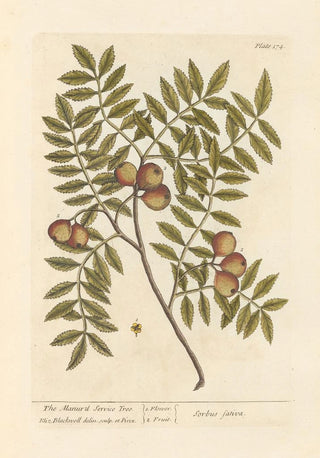 Elizabeth Blackwell - The manurd service tree.webp