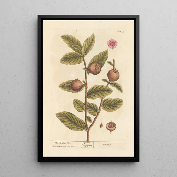 Le néflier - Elizabeth Blackwell — ingelijst kunstwerk aan de muur