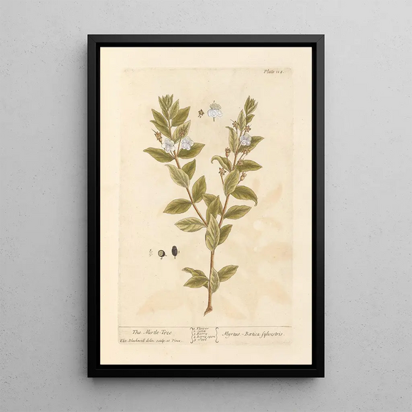 Le myrte - Elizabeth Blackwell — ingelijst kunstwerk aan de muur