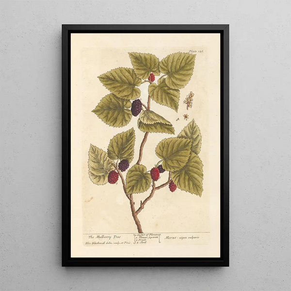 Le mûrier - Elizabeth Blackwell — ingelijst kunstwerk aan de muur