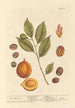 La muscade - Elizabeth Blackwell — weergave van het kunstwerk
