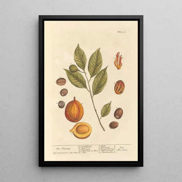 La muscade - Elizabeth Blackwell — ingelijst kunstwerk aan de muur