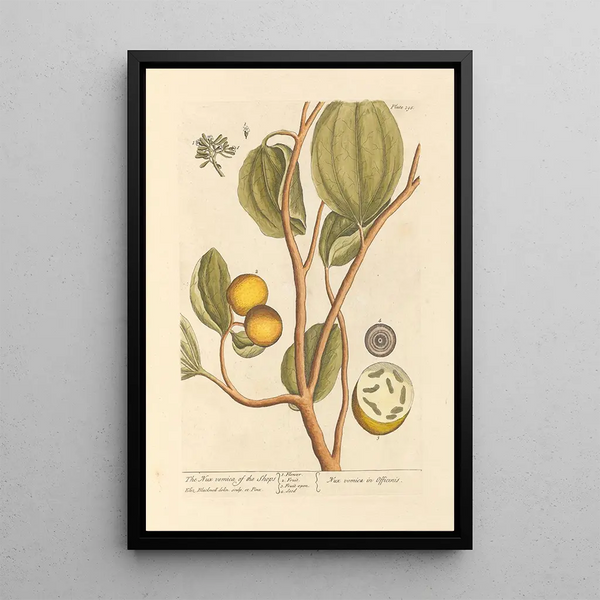 La noix vomique des boutiques - Elizabeth Blackwell — ingelijst kunstwerk aan de muur