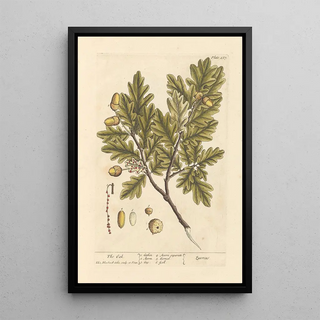 Elizabeth Blackwell - The oak.webp