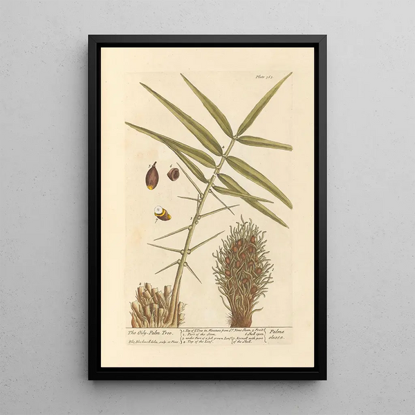 De oliepalmboom - Elizabeth Blackwell — ingelijst kunstwerk aan de muur