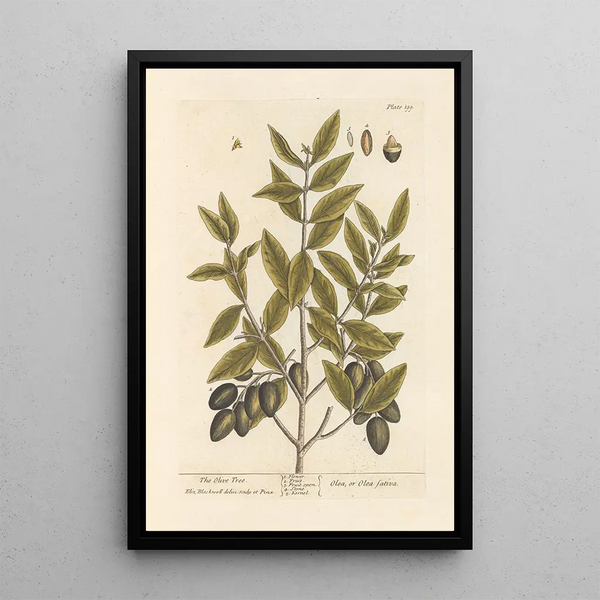 L'olivier - Elizabeth Blackwell — ingelijst kunstwerk aan de muur