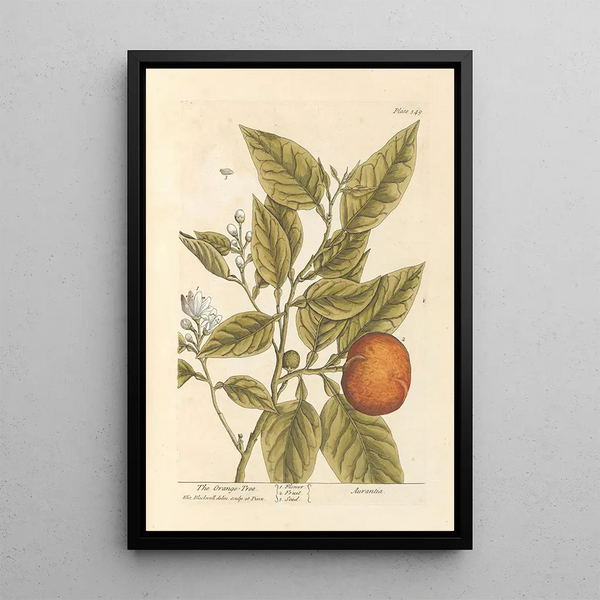 L'Oranger - Elizabeth Blackwell — ingelijst kunstwerk aan de muur