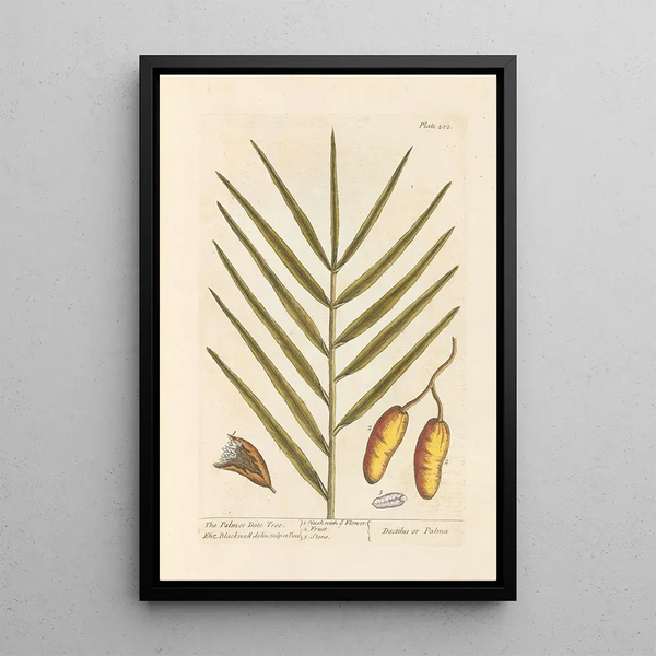 De dadelpalmboom - Elizabeth Blackwell — ingelijst kunstwerk aan de muur