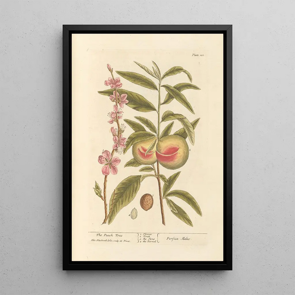 De perzikboom - Elizabeth Blackwell — ingelijst kunstwerk aan de muur