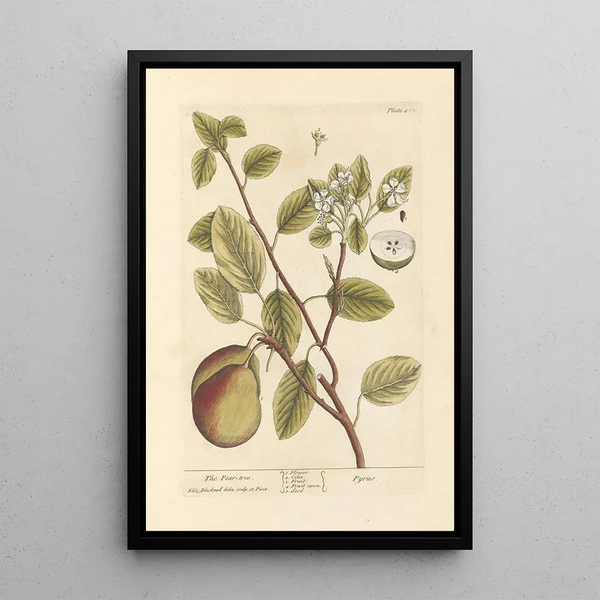Le poirier - Elizabeth Blackwell — ingelijst kunstwerk aan de muur