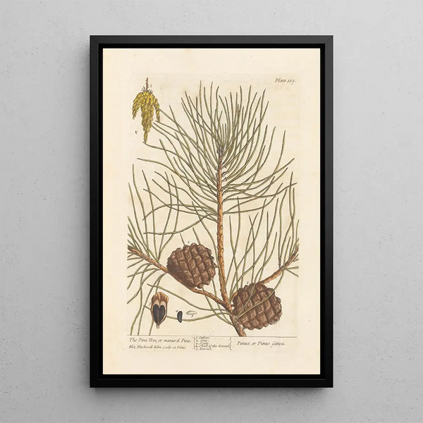 Le pin ou pin maritime - Elizabeth Blackwell — ingelijst kunstwerk aan de muur