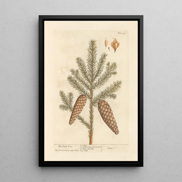 Le pin résineux - Elizabeth Blackwell — ingelijst kunstwerk aan de muur