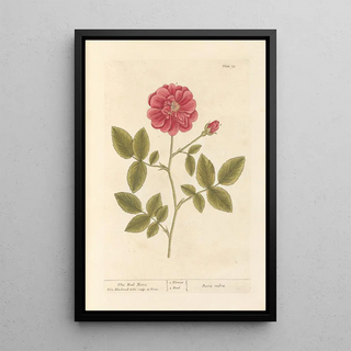 Elizabeth Blackwell - The red rose.webp
