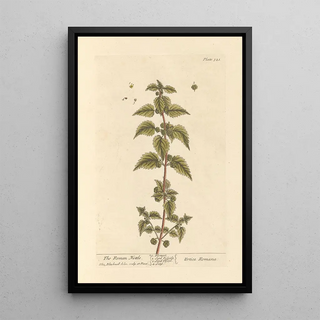 Elizabeth Blackwell - The roman nettle.webp